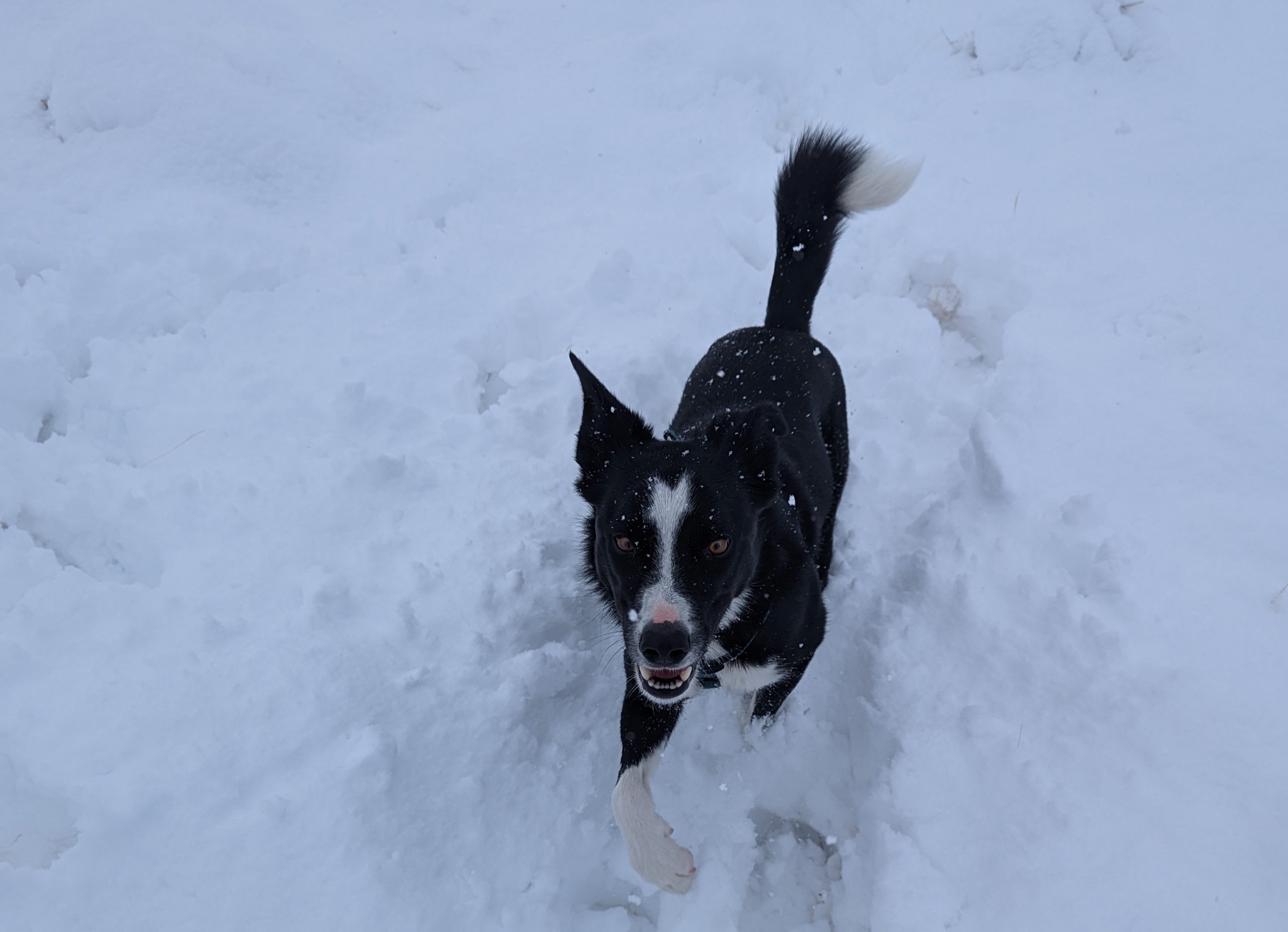 Dog looking joyful in the snow.